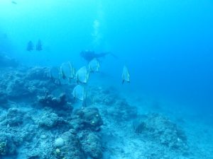 落ち着いた海況