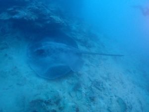 安定した海況