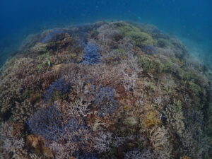 落ち着いた海況
