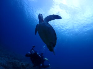 穏やかな海況