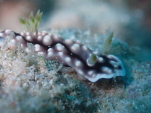 凪の海況
